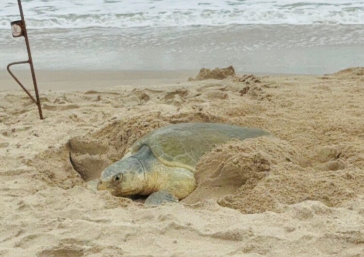 Supera Tamaulipas los 222 mil huevos de tortuga lora protegidos en costas del estado