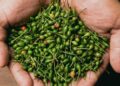 El chile piquín, un tesoro silvestre que impulsa la economía y la gastronomía mexicana