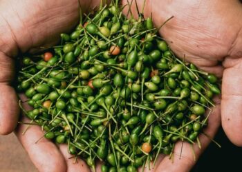El chile piquín, un tesoro silvestre que impulsa la economía y la gastronomía mexicana
