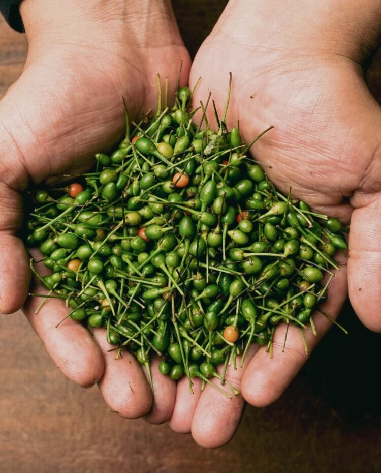 El chile piquín, un tesoro silvestre que impulsa la economía y la gastronomía mexicana