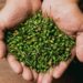 El chile piquín, un tesoro silvestre que impulsa la economía y la gastronomía mexicana