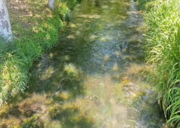Denuncian nueva contaminación en canal de El Mante; señalan presuntas descargas clandestinas