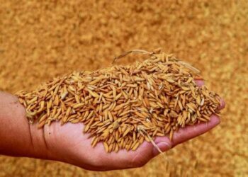 Abren cupo de 230 mil toneladas para importar arroz paddy hasta diciembre de 2026