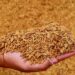 Abren cupo de 230 mil toneladas para importar arroz paddy hasta diciembre de 2026