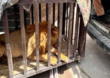 León rescatado permanecerá bajo resguardo en UMA Ecopark Matamoros
