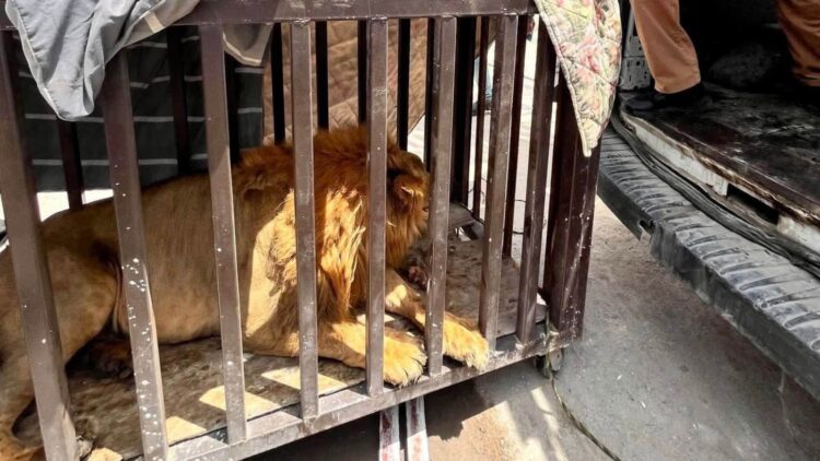 León rescatado permanecerá bajo resguardo en UMA Ecopark Matamoros
