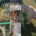 Aseguran 135 animales exóticos y 68 mil litros de diésel en Tamaulipas