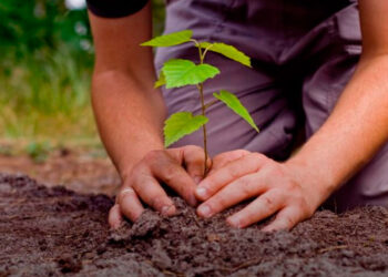 Tamaulipas reporta 700 mil árboles plantados con apoyo estatal y federal