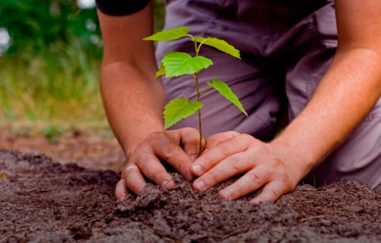 Tamaulipas reporta 700 mil árboles plantados con apoyo estatal y federal