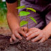 Tamaulipas reporta 700 mil árboles plantados con apoyo estatal y federal