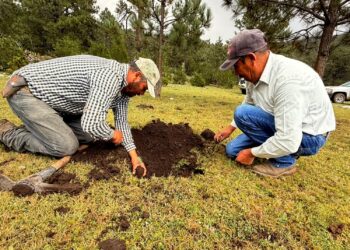 Rescata SEDUMA bosques dañados por incendios y plagas