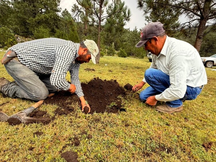 Rescata SEDUMA bosques dañados por incendios y plagas