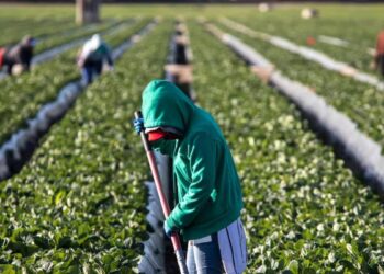 Más de 700 tamaulipecos han sido enviados a trabajar al extranjero