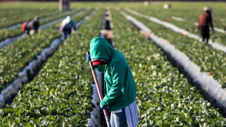 Más de 700 tamaulipecos han sido enviados a trabajar al extranjero