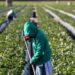 Más de 700 tamaulipecos han sido enviados a trabajar al extranjero
