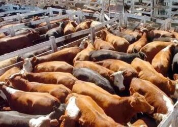 Advierten riesgo para la ganadería de Tamaulipas ante intensas temperaturas y falta de lluvias