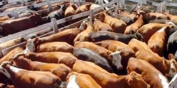 Advierten riesgo para la ganadería de Tamaulipas ante intensas temperaturas y falta de lluvias