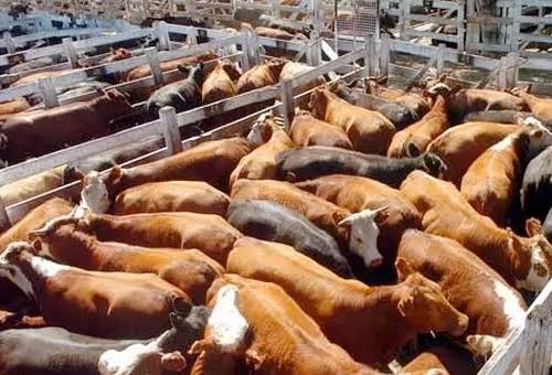 Advierten riesgo para la ganadería de Tamaulipas ante intensas temperaturas y falta de lluvias
