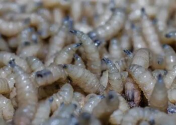 Disminuyen casos activos de gusano barrenador en Tamaulipas