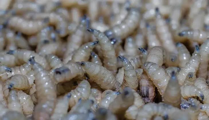 Disminuyen casos activos de gusano barrenador en Tamaulipas