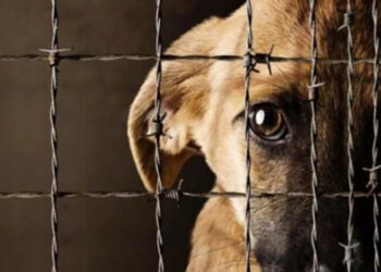 Impulsan prevención y atención del maltrato animal en Tamaulipas