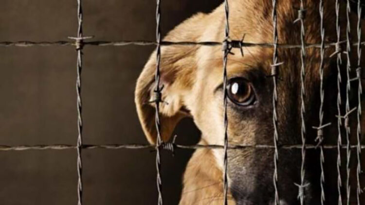 Impulsan prevención y atención del maltrato animal en Tamaulipas