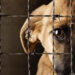 Impulsan prevención y atención del maltrato animal en Tamaulipas