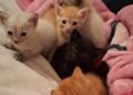 Tamaulipas impulsa adopción responsable de animales de compañía