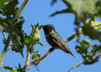 Protege Tamaulipas rutas naturales del colibrí de garganta rubí