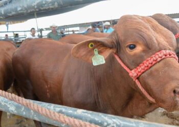 Ganadería, rodeo y tradición del campo serán protagonistas en la Feria Tamaulipas 2026