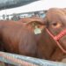 Ganadería, rodeo y tradición del campo serán protagonistas en la Feria Tamaulipas 2026