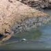 Descarta COEPRIS derrame de crudo en el río Pánuco