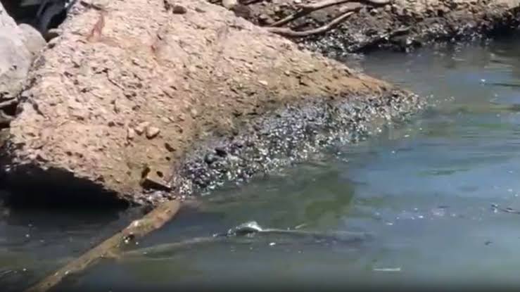 Descarta COEPRIS derrame de crudo en el río Pánuco