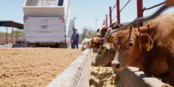 Tamaulipas busca reabrir exportación de ganado en pie: Amaya García 