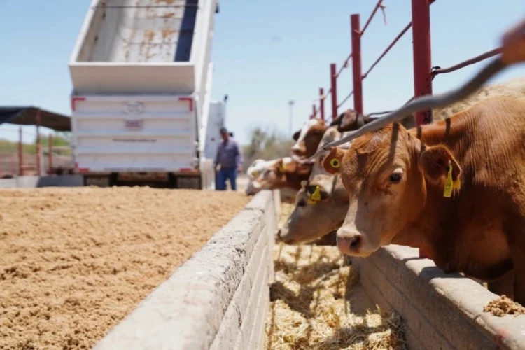 Tamaulipas busca reabrir exportación de ganado en pie: Amaya García 